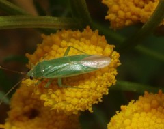 Orthotylus marginalis