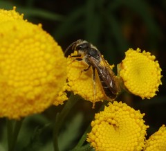 Halictus rubicundus