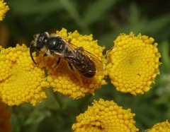 Halictus rubicundus