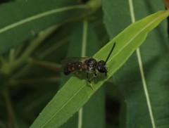 Halictus