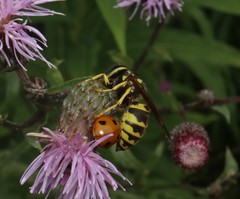Vespula germanica
