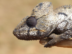 Furcifer oustaleti