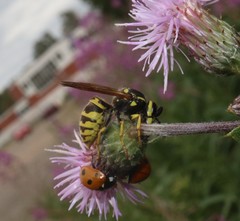 Vespula germanica