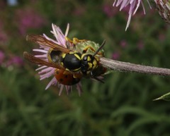Vespula germanica