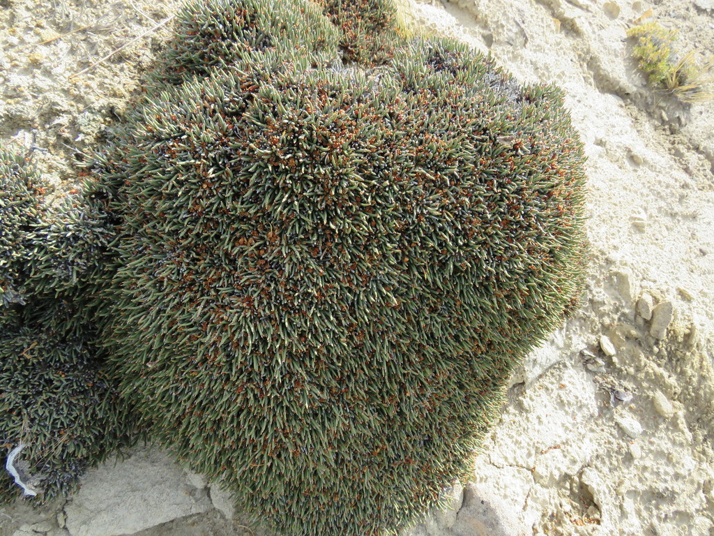 Patagonian Ephedra