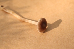 Inocybe acuta