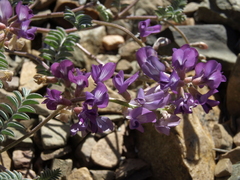 Astragalus inyoensis