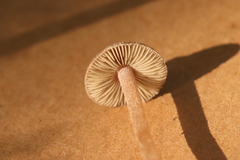 Inocybe acuta