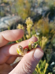 Leucadendron ericifolium
