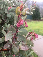 Arctostaphylos viscida