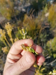 Leucadendron ericifolium