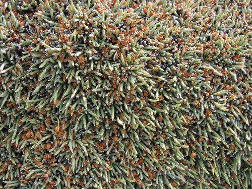 Image of Ephedra frustillata by (c) Nicolas Olejnik, some rights reserved (CC BY)