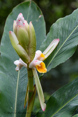 Alpinia hainanensis