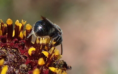 Ceratina acantha