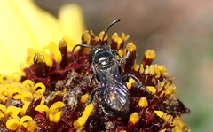 Ceratina acantha