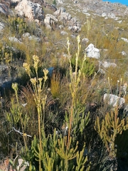 Leucadendron ericifolium
