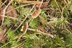 Inocybe acuta