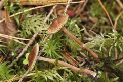 Inocybe acuta