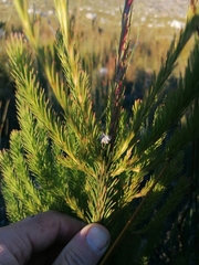 Leucadendron ericifolium