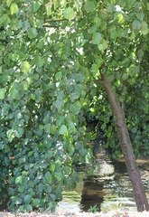 Alnus lusitanica