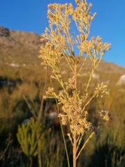 Leucadendron ericifolium