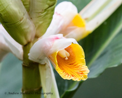Alpinia hainanensis