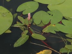 Persicaria amphibia