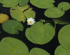 Nymphaea alba
