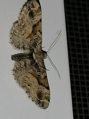 Eupithecia sinuosaria