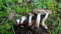 Meottomyces