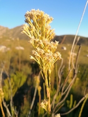 Leucadendron ericifolium