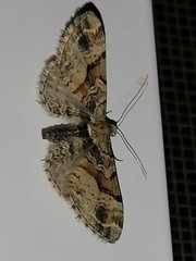 Eupithecia sinuosaria