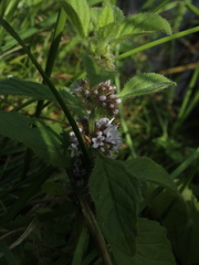 Mentha arvensis