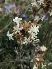 Ipomopsis spicata tridactyla