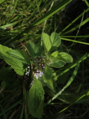 Mentha arvensis