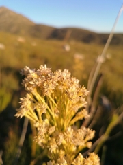 Leucadendron ericifolium