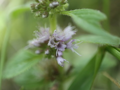 Mentha arvensis