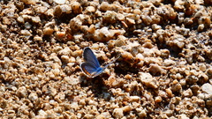 Euphilotes centralis