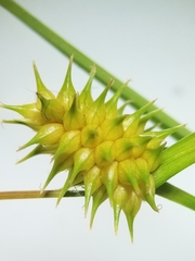 Carex cryptolepis