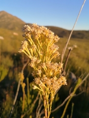 Leucadendron ericifolium