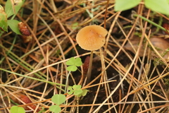 Conocybe filipes