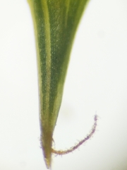 Carex cryptolepis