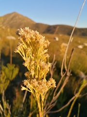 Leucadendron ericifolium