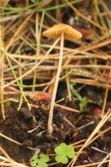 Conocybe filipes