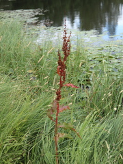 Rumex longifolius