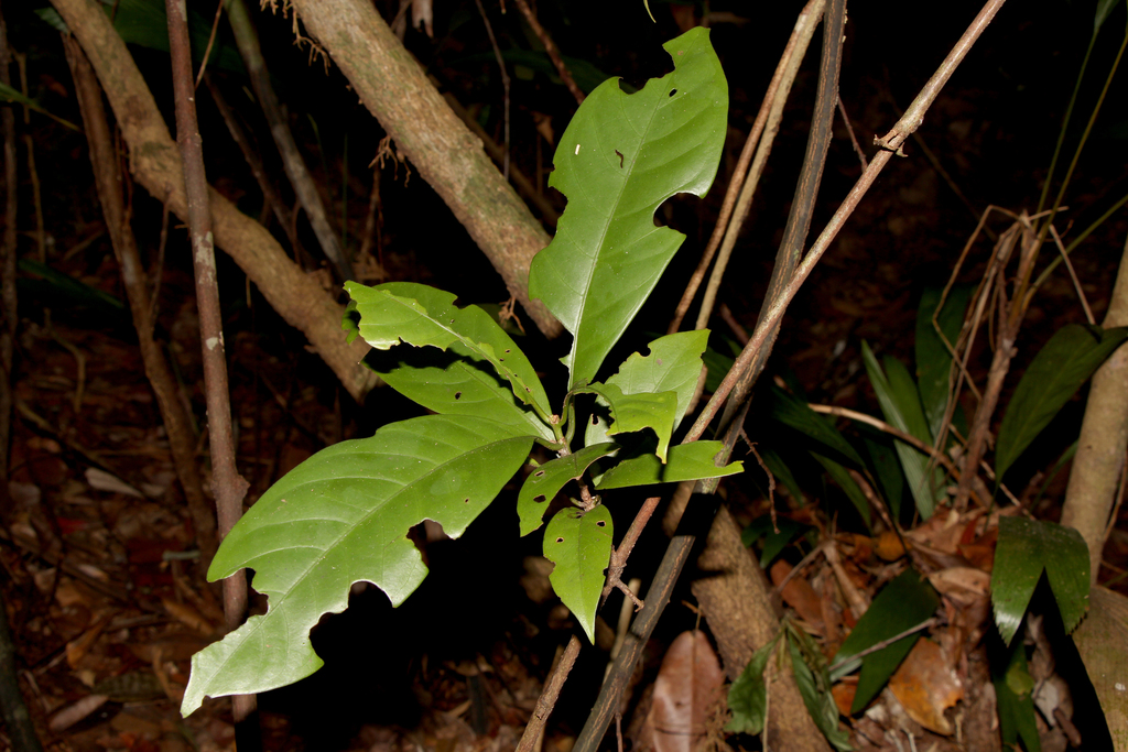 Oxyceros bispinosus