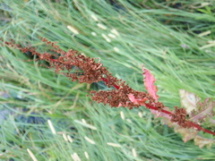 Rumex longifolius
