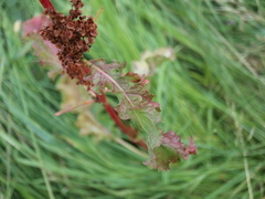 Rumex longifolius