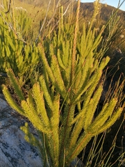 Leucadendron ericifolium