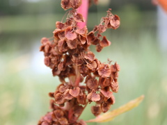 Rumex longifolius